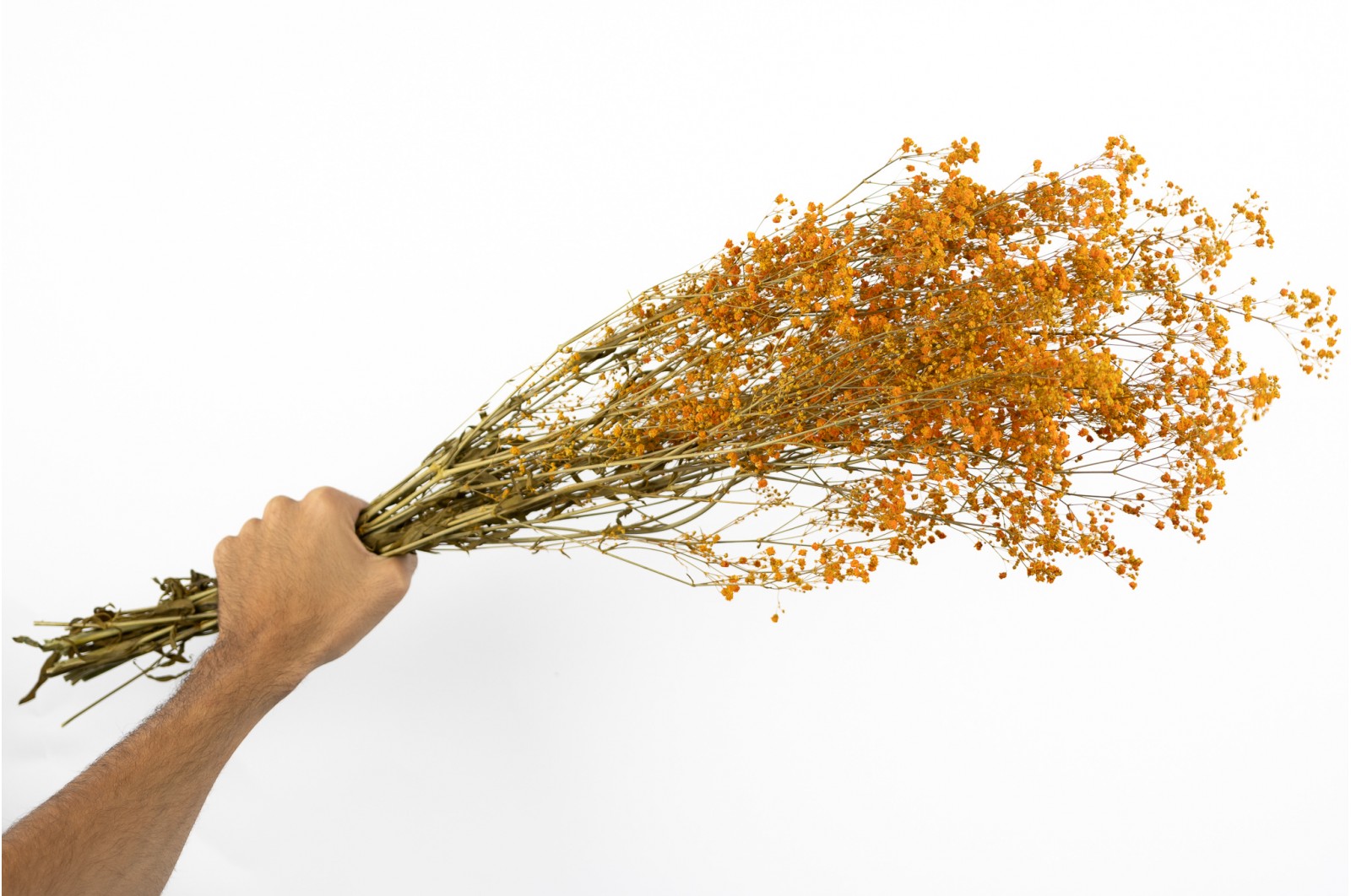 Gypsophile stabilisé│vente aux pros│Grossiste en végétaux stabilisés