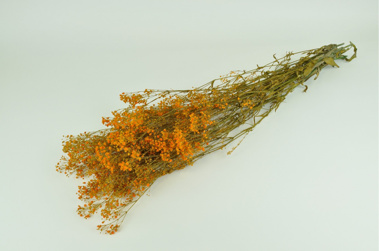 Gypsophile stabilisé│vente aux pros│Grossiste en végétaux stabilisés