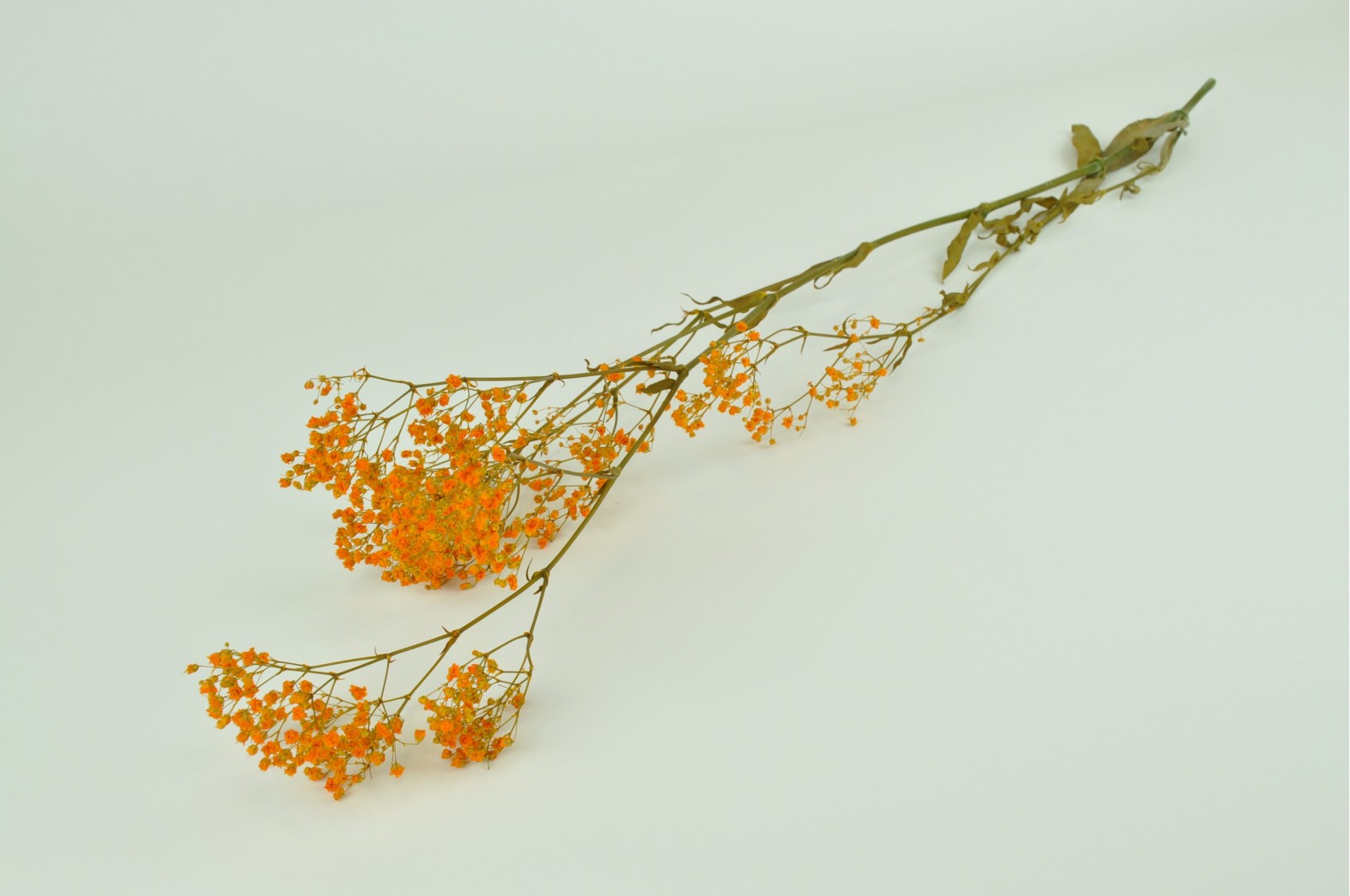 Gypsophile stabilisé│vente aux pros│Grossiste en végétaux stabilisés