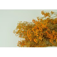 Gypsophile stabilisé│vente aux pros│Grossiste en végétaux stabilisés