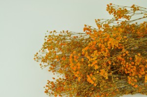 Gypsophile stabilisé│vente aux pros│Grossiste en végétaux stabilisés