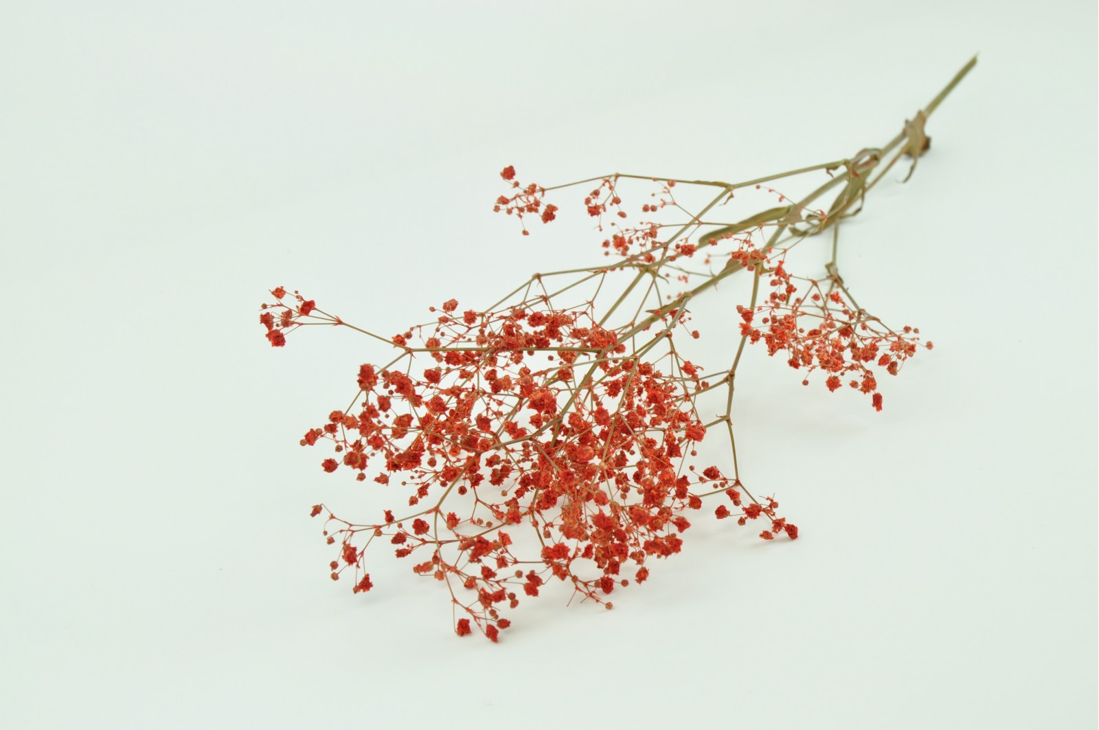 Gypsophile stabilisé│vente aux pros│Grossiste en végétaux stabilisés