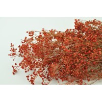Gypsophile stabilisé│vente aux pros│Grossiste en végétaux stabilisés