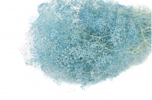 PHOCEALYS │Gypsophile stabilisé│vente aux pros│Grossiste