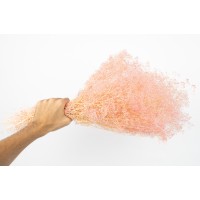 PHOCEALYS │Gypsophile stabilisé│vente aux pros│Grossiste