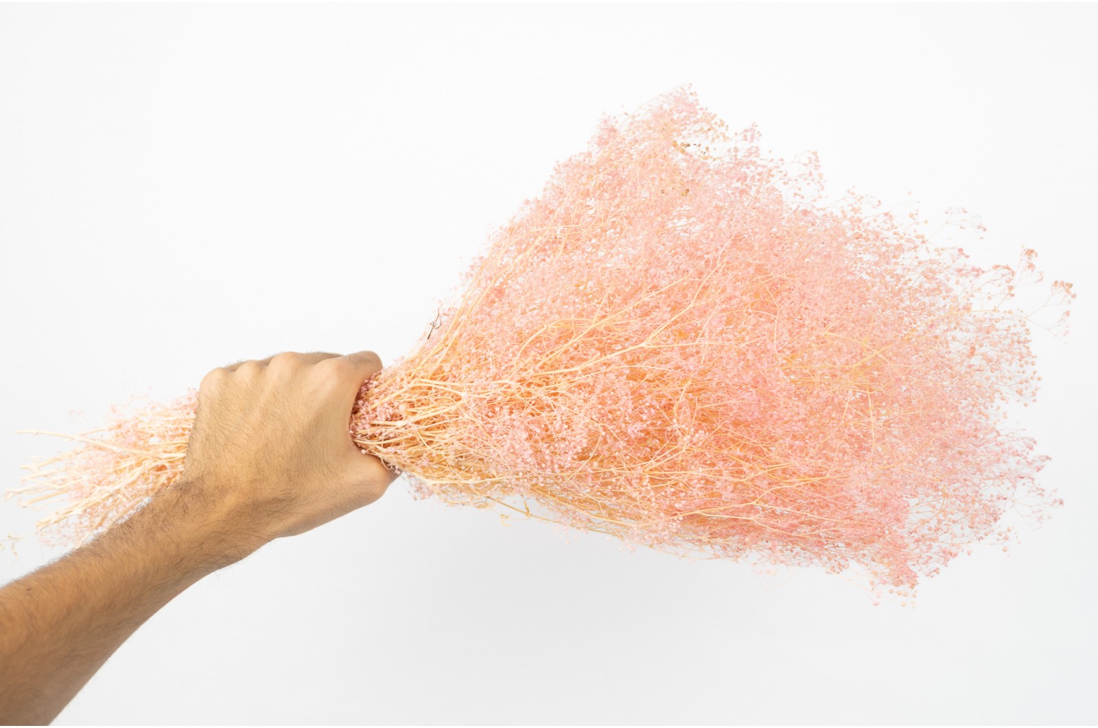 PHOCEALYS │Gypsophile stabilisé│vente aux pros│Grossiste