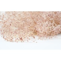 PHOCEALYS │Gypsophile stabilisé│vente aux pros│Grossiste
