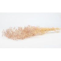 PHOCEALYS │Gypsophile stabilisé│vente aux pros│Grossiste