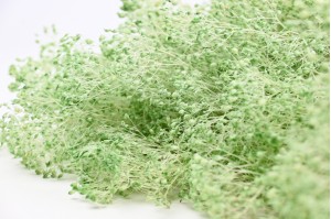 PHOCEALYS │Gypsophile stabilisé│vente aux pros│Grossiste