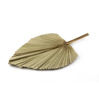 PHOCEALYS │Grande Palme sèche│vente aux pros│Grossiste en fleurs séchées