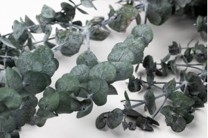 PHOCEALYS │Eucalyptus baby stabilisé │vente aux pros│Grossiste
