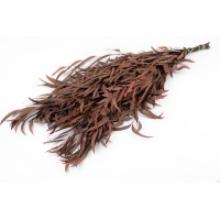PHOCEALYS │Eucalyptus nicoly stabilisé │vente aux pros│Grossiste