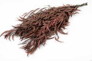 PHOCEALYS │Eucalyptus nicoly stabilisé │vente aux pros│Grossiste