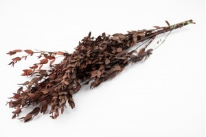 PHOCEALYS │Eucalyptus parvifolia stabilisé │vente aux pros│Grossiste