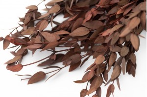 PHOCEALYS │Eucalyptus parvifolia stabilisé │vente aux pros│Grossiste