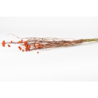PHOCEALYS │Lona séché│vente aux pros│Grossiste en fleurs séchées