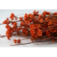 PHOCEALYS │Lona séché│vente aux pros│Grossiste en fleurs séchées