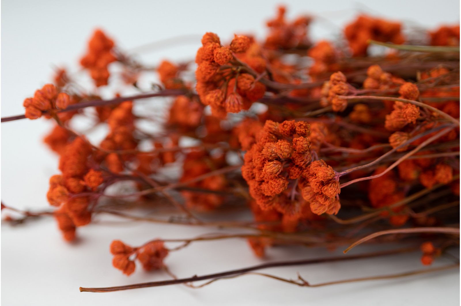 PHOCEALYS │Lona séché│vente aux pros│Grossiste en fleurs séchées