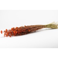 PHOCEALYS │Lona séché│vente aux pros│Grossiste en fleurs séchées