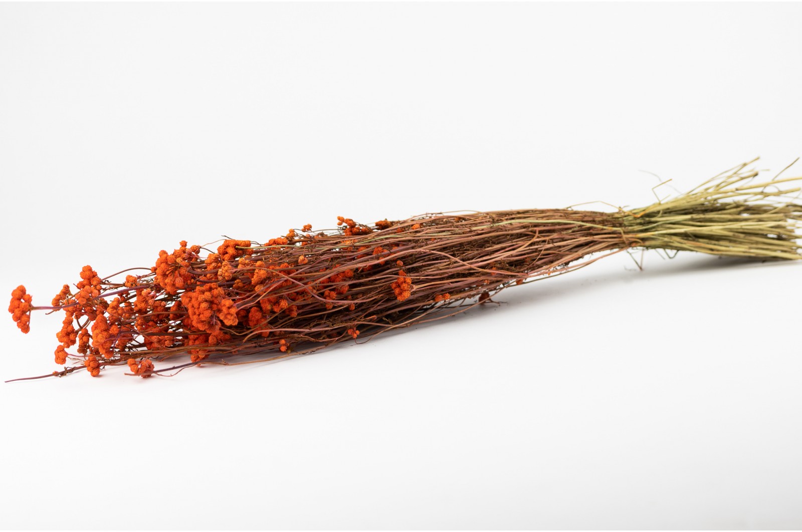 PHOCEALYS │Lona séché│vente aux pros│Grossiste en fleurs séchées