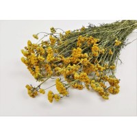 PHOCEALYS │Lona séché│vente aux pros│Grossiste en fleurs séchées