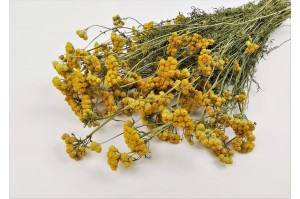 PHOCEALYS │Lona séché│vente aux pros│Grossiste en fleurs séchées