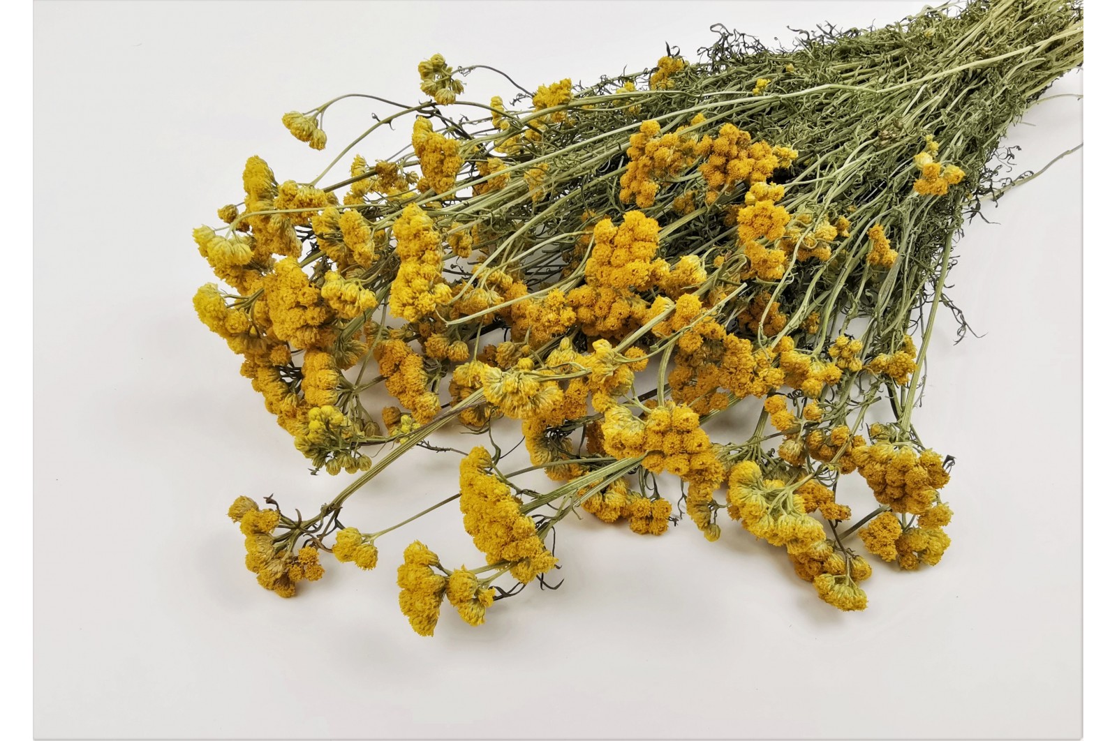 PHOCEALYS │Lona séché│vente aux pros│Grossiste en fleurs séchées
