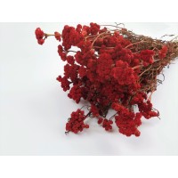 PHOCEALYS │Lona séché│vente aux pros│Grossiste en fleurs séchées