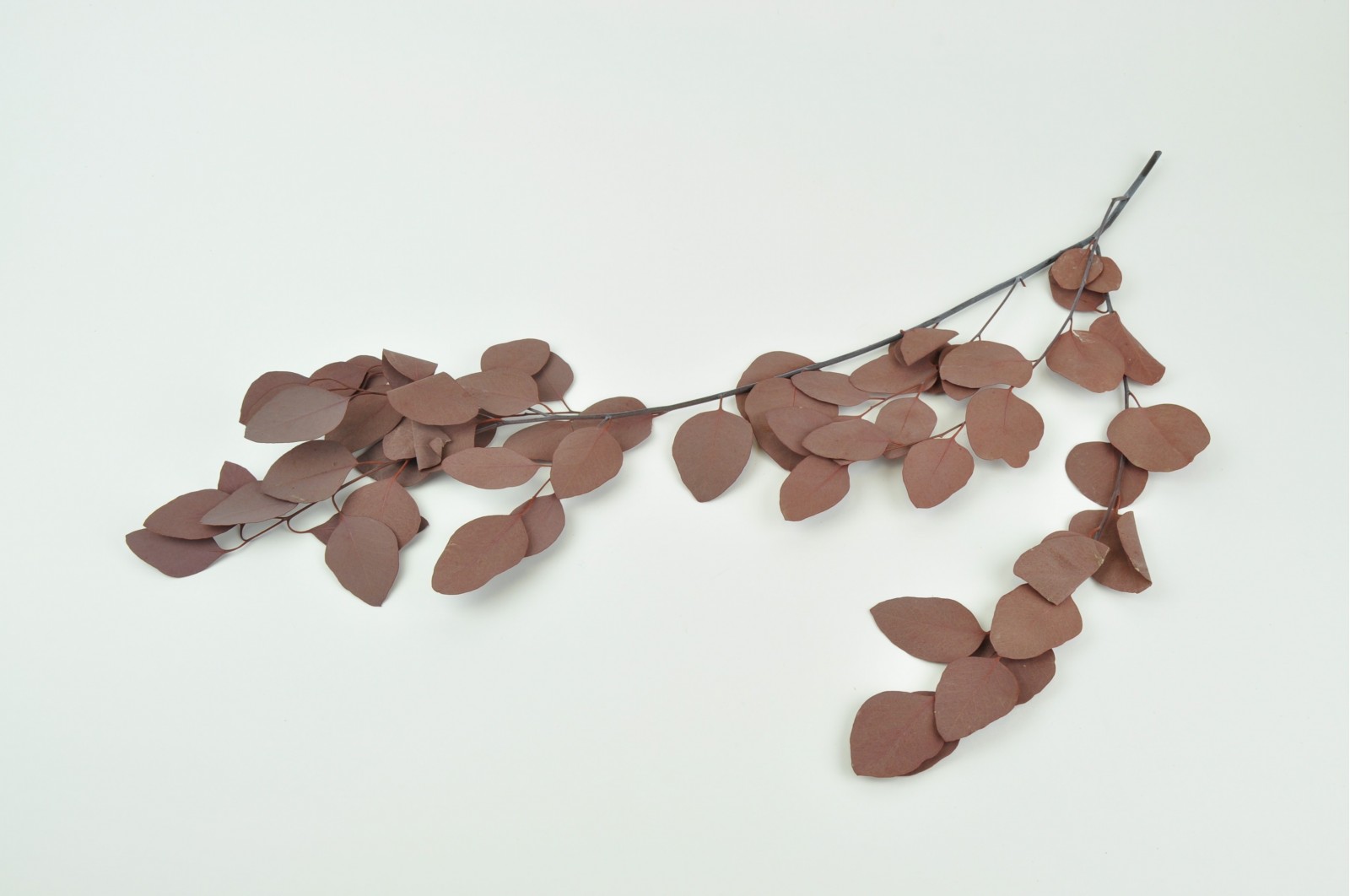 PHOCEALYS │Eucalyptus populus stabilisé │vente aux pros│Grossiste