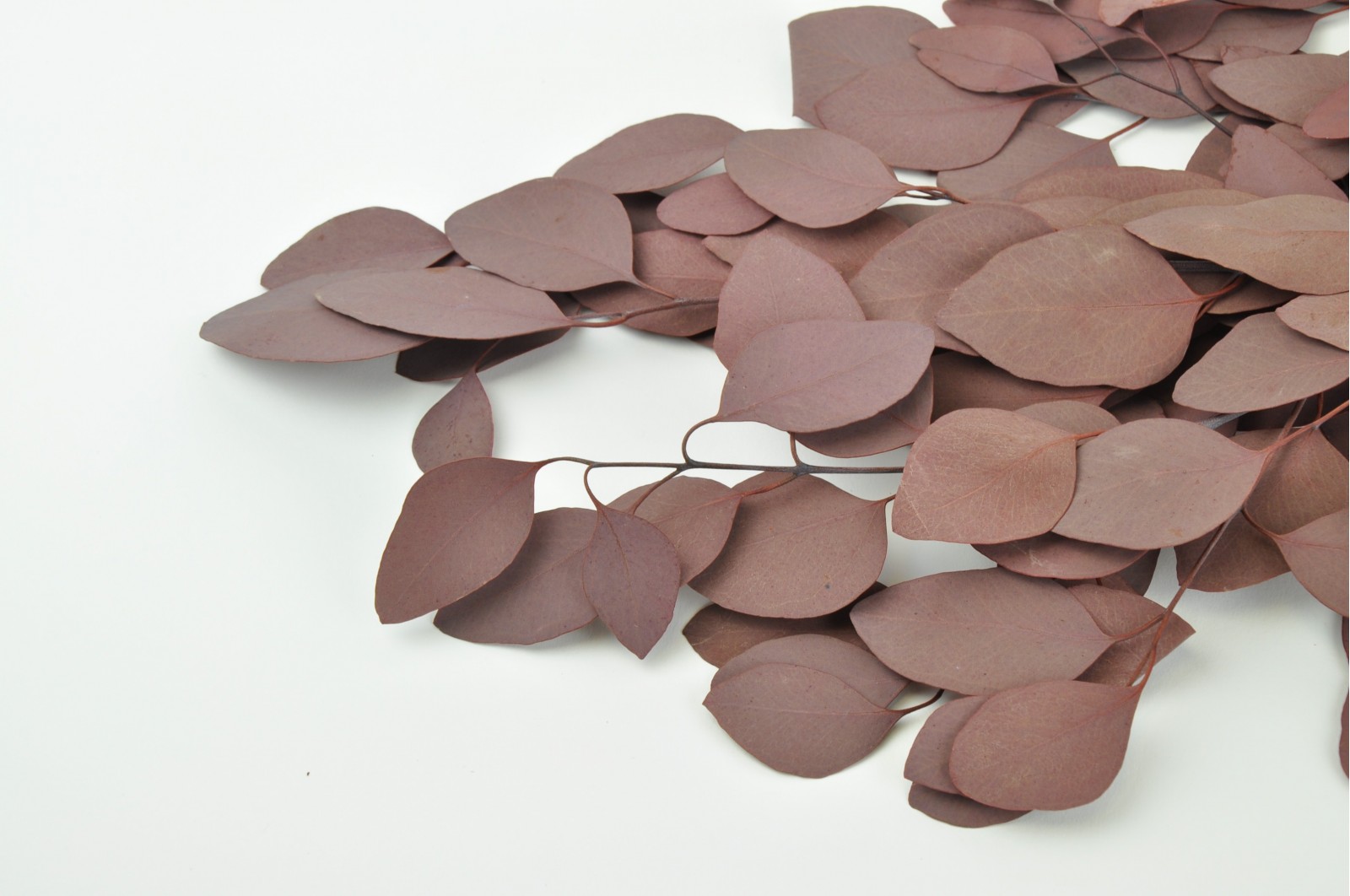PHOCEALYS │Eucalyptus populus stabilisé │vente aux pros│Grossiste