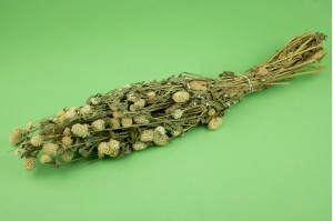 PHOCEALYS │Gomphrena sec│vente aux pros│Grossiste en fleurs séchées