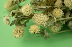PHOCEALYS │Gomphrena sec│vente aux pros│Grossiste en fleurs séchées