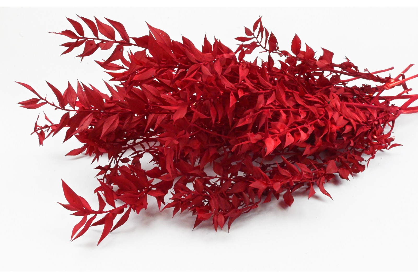 Ruscus stabilisé│vente aux pros│Grossiste en végétaux stabilisées
