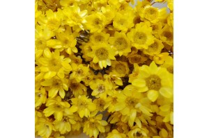 PHOCEALYS │Glixia sec│vente aux pros│Grossiste en fleurs séchées