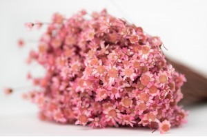 PHOCEALYS │Glixia sec│vente aux pros│Grossiste en fleurs séchées