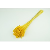 PHOCEALYS │Hill flower sec│vente aux pros│Grossiste en fleurs séchées