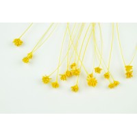 PHOCEALYS │Hill flower sec│vente aux pros│Grossiste en fleurs séchées