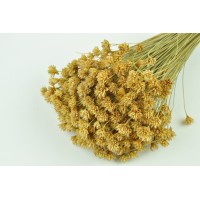 PHOCEALYS │Hill flower sec│vente aux pros│Grossiste en fleurs séchées