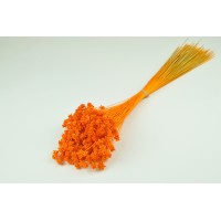 PHOCEALYS │Hill flower sec│vente aux pros│Grossiste en fleurs séchées