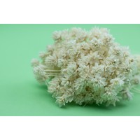 PHOCEALYS │Hill flower sec│vente aux pros│Grossiste en fleurs séchées