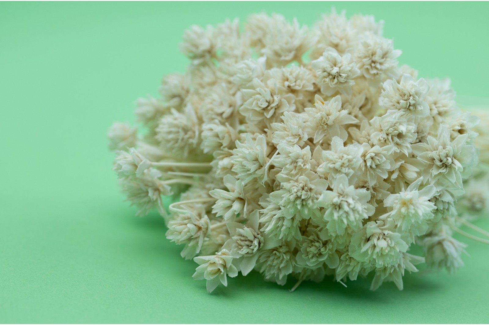 PHOCEALYS │Hill flower sec│vente aux pros│Grossiste en fleurs séchées