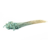 PHOCEALYS │Hill flower sec│vente aux pros│Grossiste en fleurs séchées