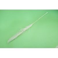 PHOCEALYS │XX│vente aux pros│Grossiste en fleurs séchées