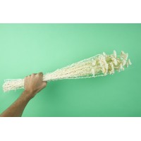 PHOCEALYS│Achillée filipendula stabilisée│vente aux pros│Grossiste