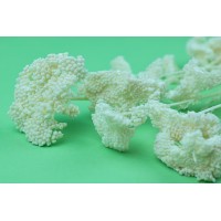 PHOCEALYS│Achillée filipendula stabilisée│vente aux pros│Grossiste