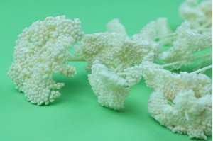PHOCEALYS│Achillée filipendula stabilisée│vente aux pros│Grossiste