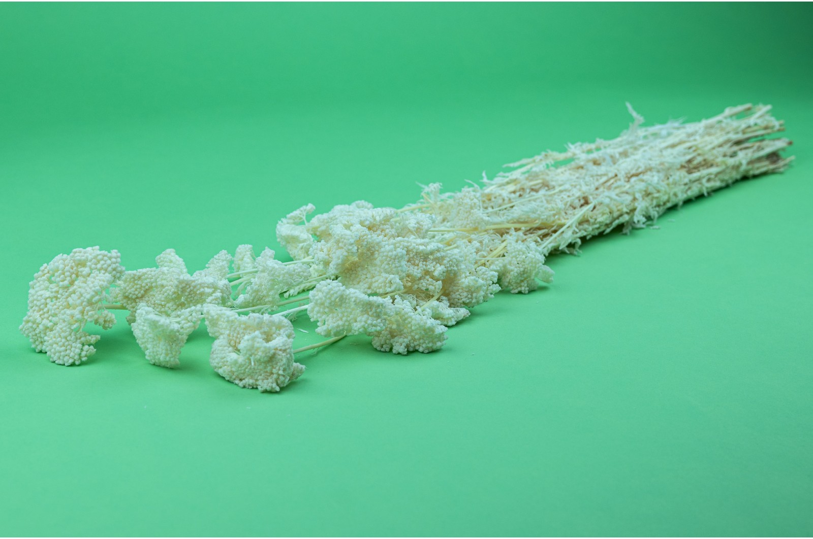 PHOCEALYS│Achillée filipendula stabilisée│vente aux pros│Grossiste