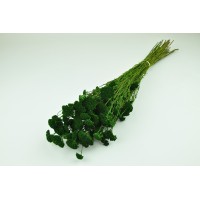 PHOCEALYS│Achillée filipendula stabilisée│vente aux pros│Grossiste