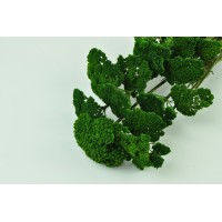 PHOCEALYS│Achillée filipendula stabilisée│vente aux pros│Grossiste