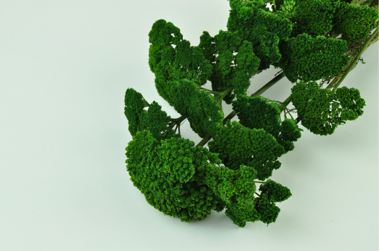 PHOCEALYS│Achillée filipendula stabilisée│vente aux pros│Grossiste